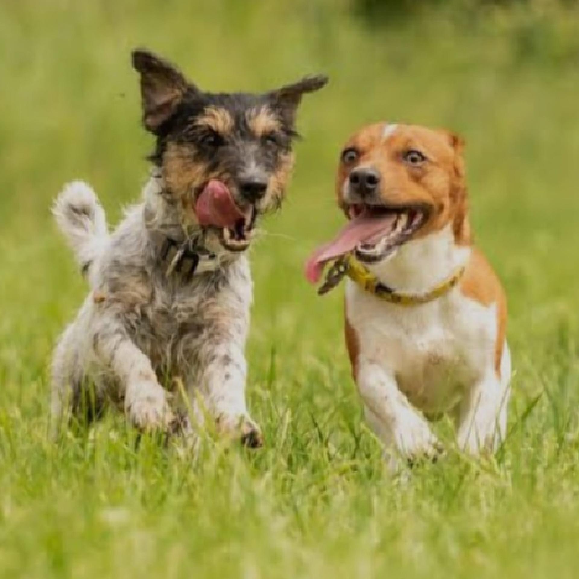 Hundewiese Gau-Bickelheim e.V.